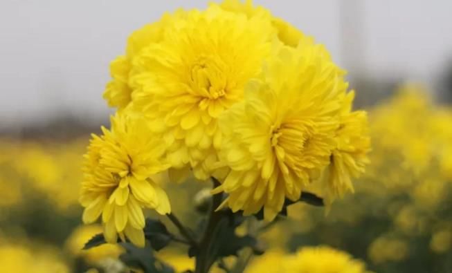 千畝云臺冰菊盛開，誠邀您蒞臨免費參觀！