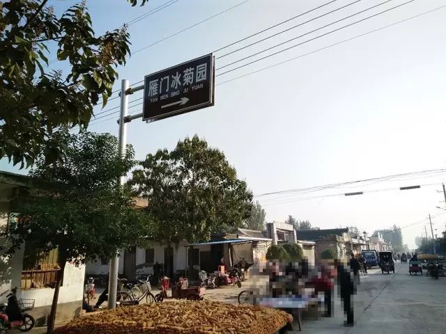 如何找到云臺冰菊？怎樣找到云臺冰菊？